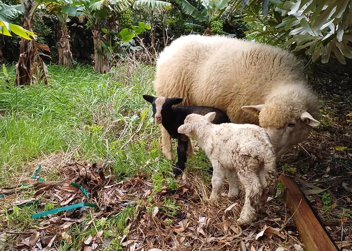 Salga Angra do Heroísmo